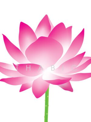 Mẫu thiết kế thiết kế hoa sen hồng