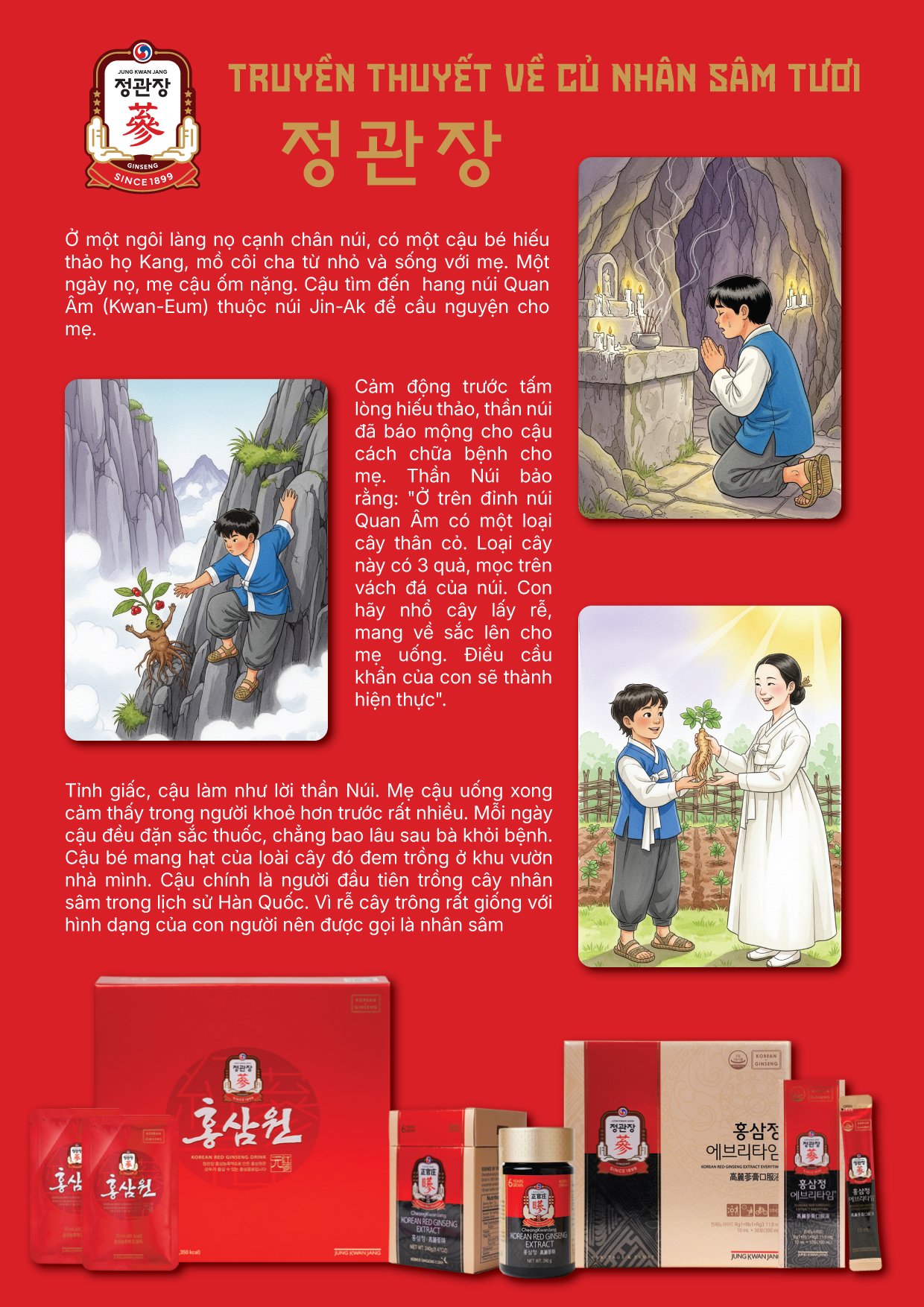 Thiết kế tờ rơi Hồng sâm Hàn Quốc - Ảnh 4